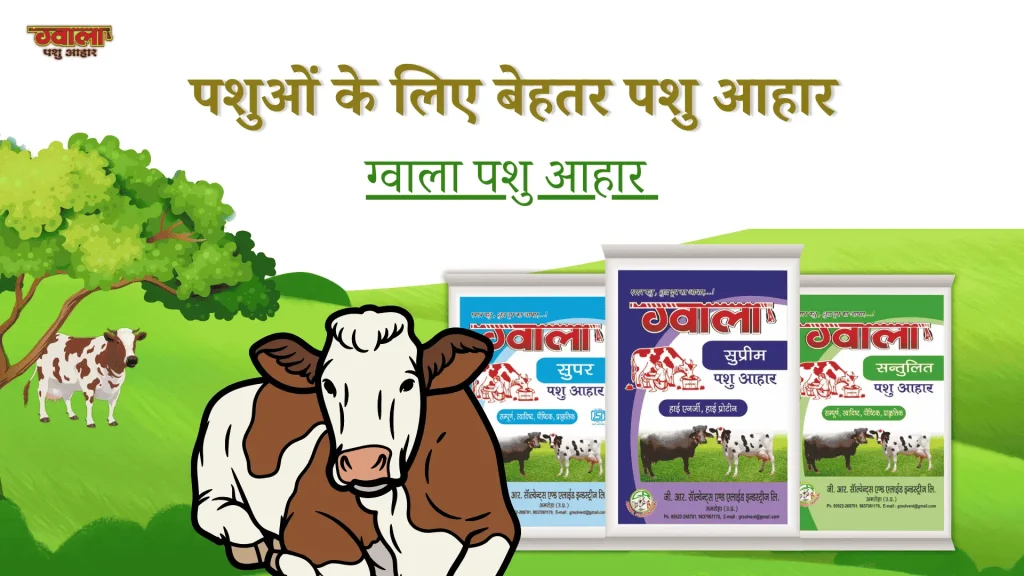 best cattle feed for milk production