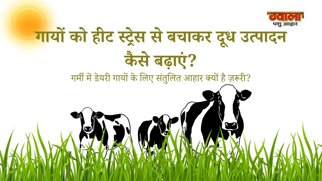 गर्मी में डेयरी गायों के लिए संतुलित आहार